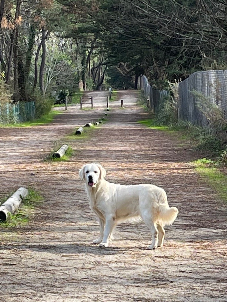 Bientôt des bébés Golden , au domaine du Rochereau.