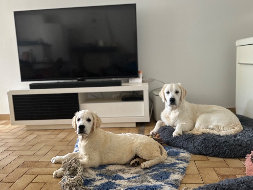 Du domaine du rochereau - Chiots disponibles - Golden Retriever