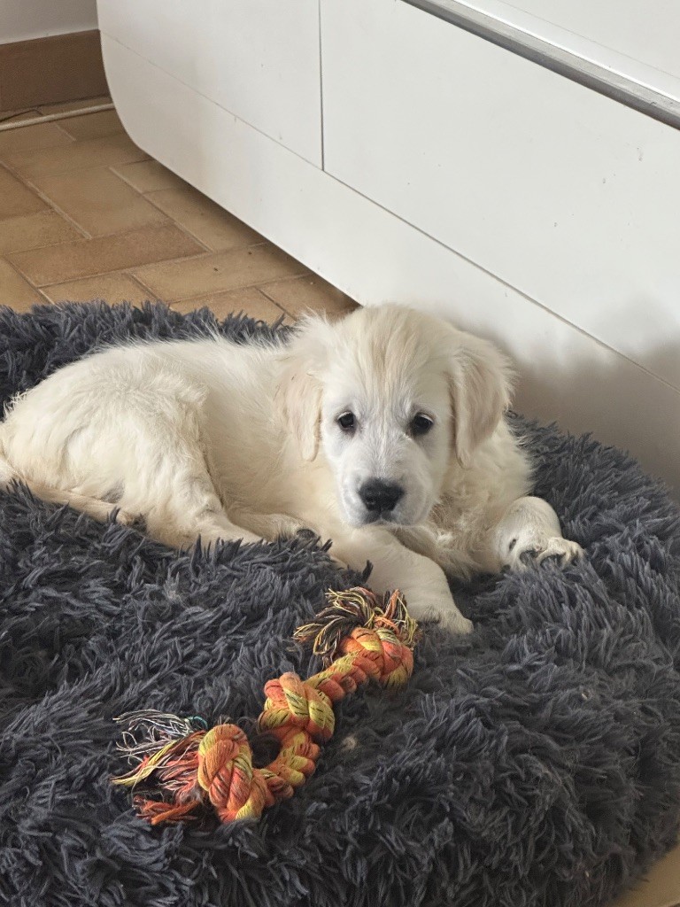 Du domaine du rochereau - Chiots disponibles - Golden Retriever