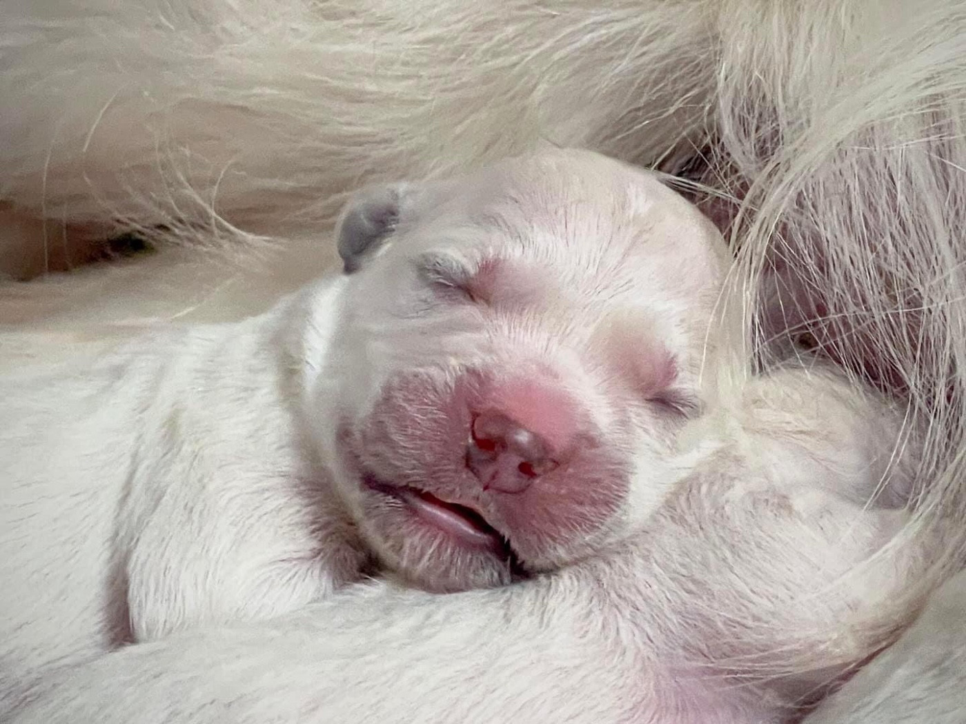 Du domaine du rochereau - Chiots disponibles - Golden Retriever