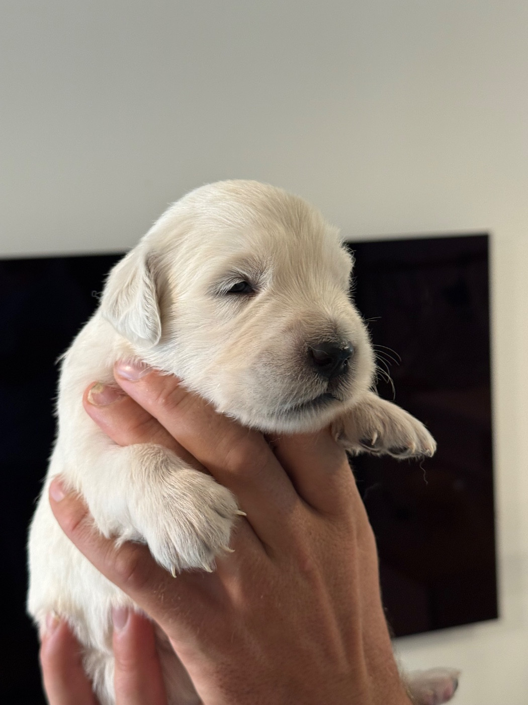 Du domaine du rochereau - Chiots disponibles - Golden Retriever