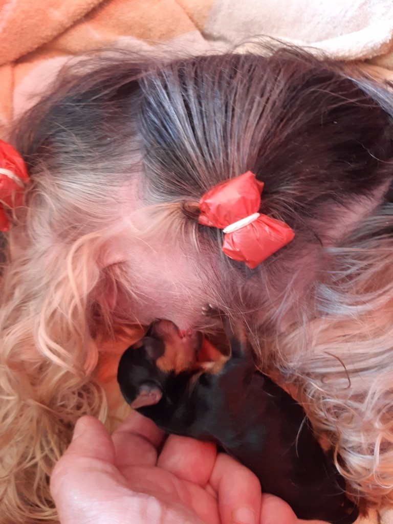 Du domaine du rochereau - Yorkshire Terrier - Portée née le 15/05/2020