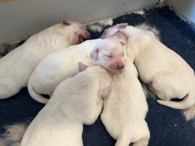 Chiot N°6