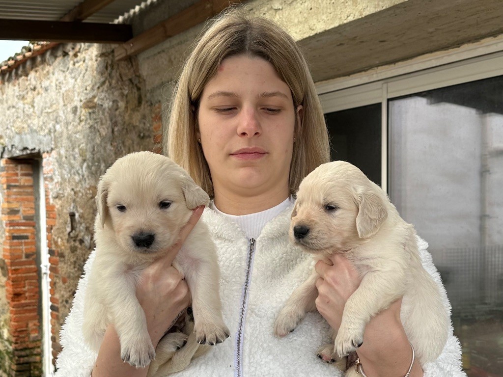 Du domaine du rochereau - Chiots disponibles - Golden Retriever