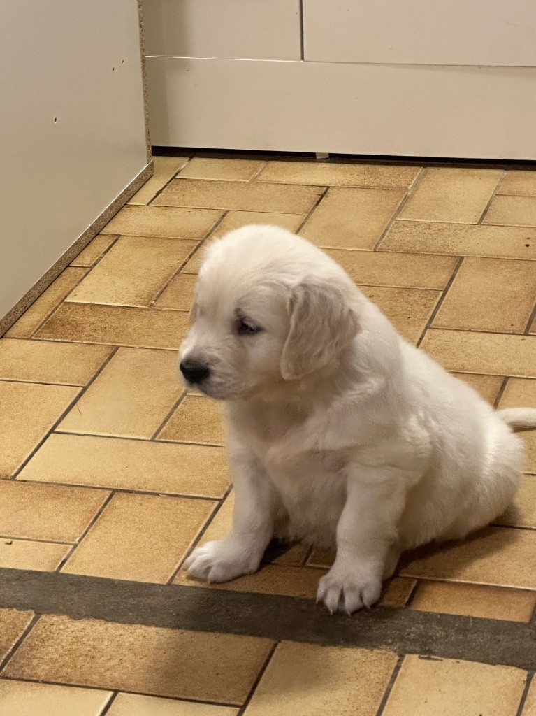 Du domaine du rochereau - Chiots disponibles - Golden Retriever